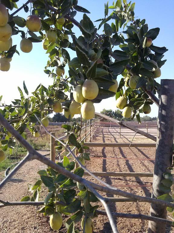 Masseria Sucea Martano Eksteriør bilde
