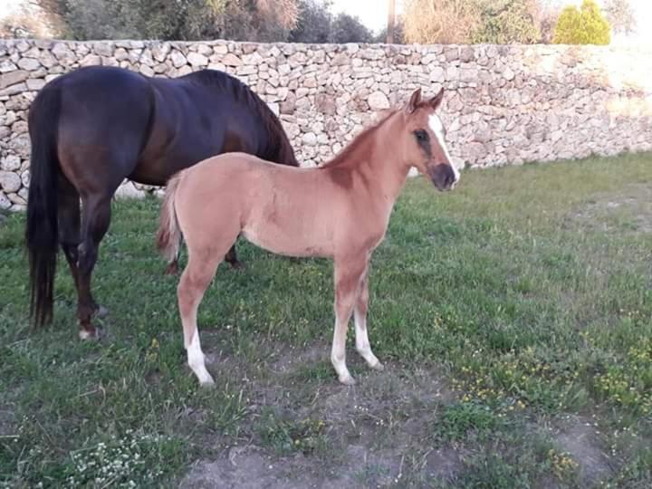 Masseria Sucea Martano Eksteriør bilde